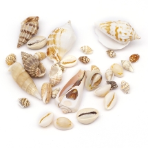 Бусины Морские Ракушки Окрашенные, Бежевые, 16-45x8-27x8-27мм, Отверстие 1-2мм, около 30шт/50г, (УТ100006184)