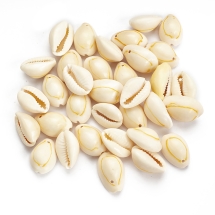 Кулоны Подвески Натуральные Морские Ракушки Каури, 18-20х13-14х6-8мм, Отверстие 2мм, около 30шт/50г, (УТ100027741)