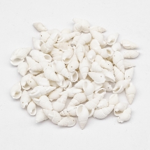 Бусины Морские Ракушки Окрашенные, Белые, 17-31x10-15x8-11мм, Отверстие 1мм, около 750шт/500г, (УТ100032333)